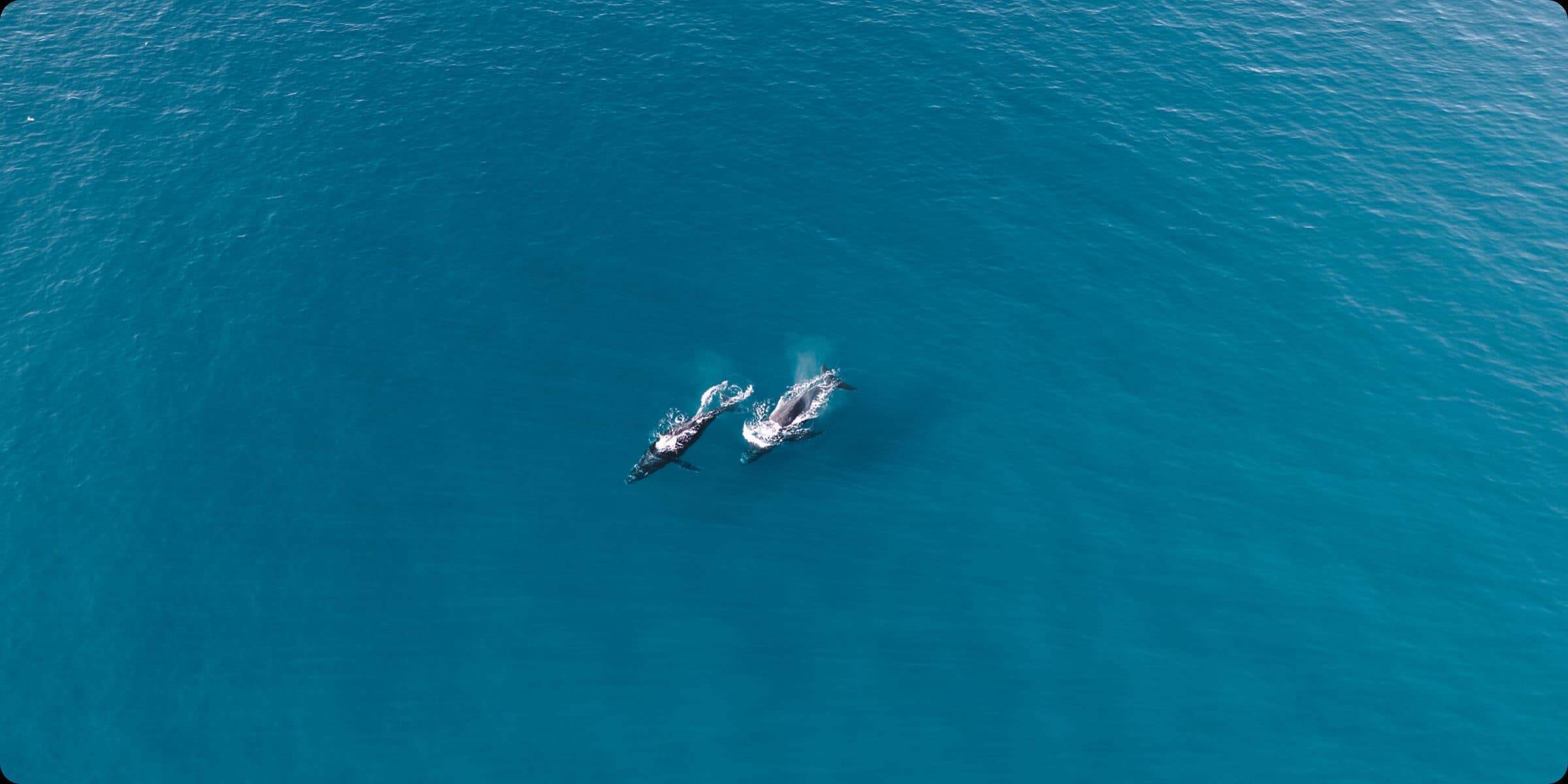 dji_mini4pro_17.jpg